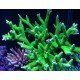 ACROPORA SECALE JOKER