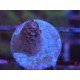 MILLEPORA PINK