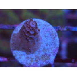 MILLEPORA PINK