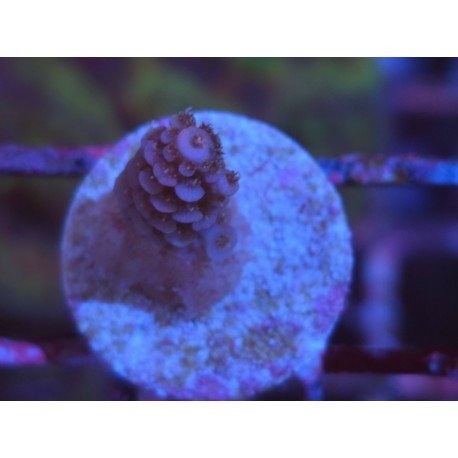 MILLEPORA PINK