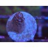 MILLEPORA PINK