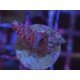 MILLEPORA PINK