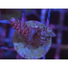 MILLEPORA PINK