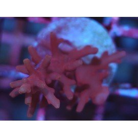 RED PLANET ACRO