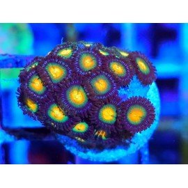 ZOANTHUS SUPER COLOUR