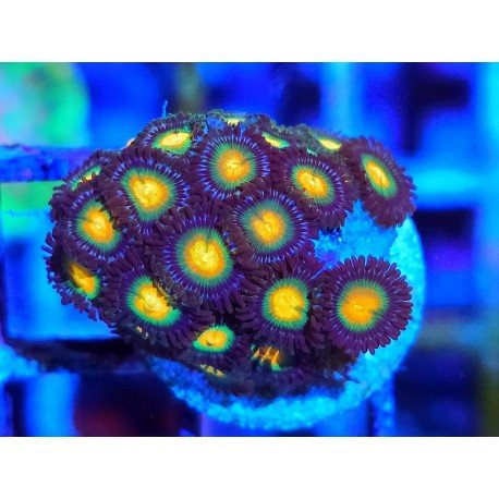 ZOANTHUS SUPER COLOUR