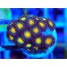 ZOANTHUS SUPER COLOUR
