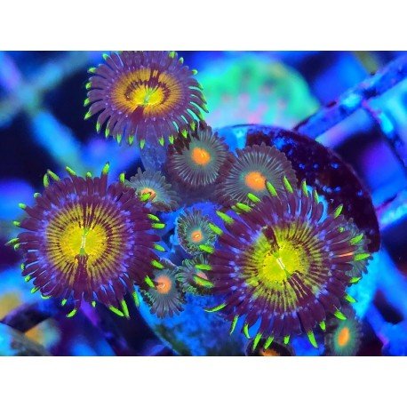 ZOANTHUS SUPER COLOUR