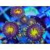 ZOANTHUS SUPER COLOUR