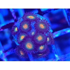 ZOANTHUS SUPER COLOUR