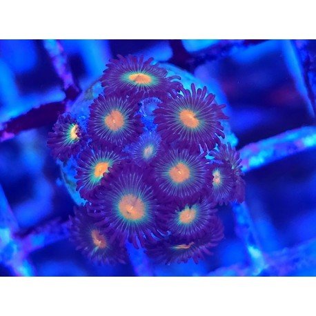 ZOANTHUS SUPER COLOUR