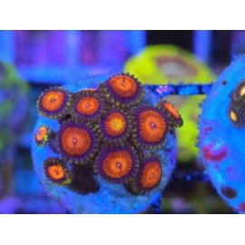ZOANTHUS SUPER COLOUR