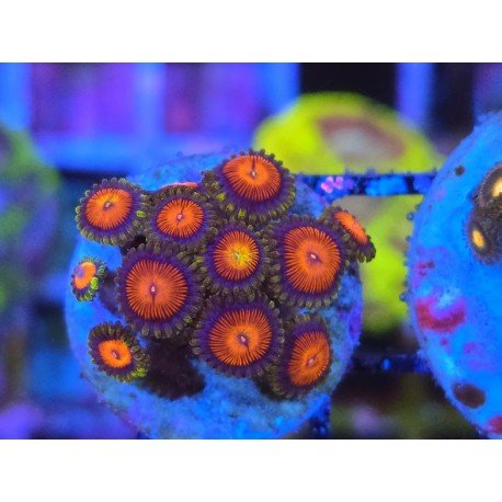 ZOANTHUS SUPER COLOUR