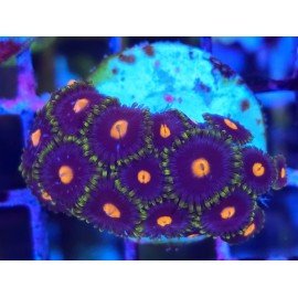 ZOANTHUS SUPER COLOUR