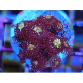 ZOANTHUS SUPER COLOUR
