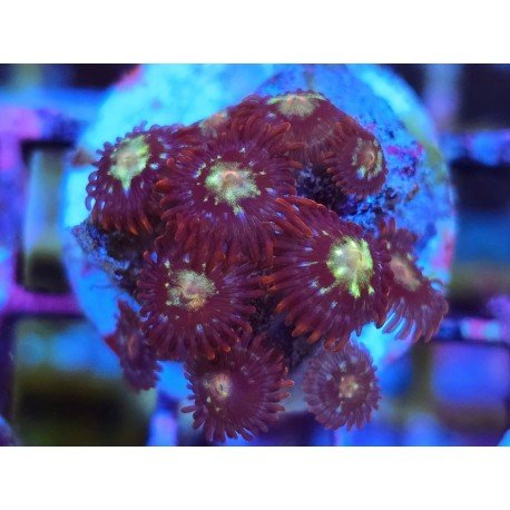 ZOANTHUS SUPER COLOUR