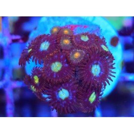 ZOANTHUS SUPER COLOUR