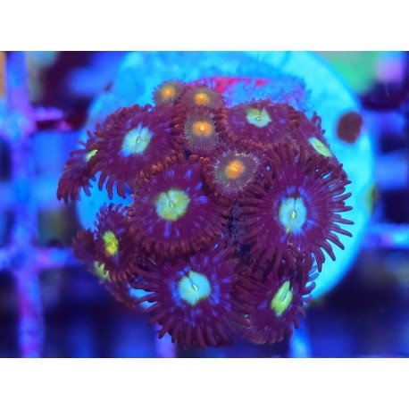 ZOANTHUS SUPER COLOUR