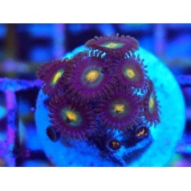 ZOANTHUS SUPER COLOUR