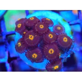 ZOANTHUS SUPER COLOUR