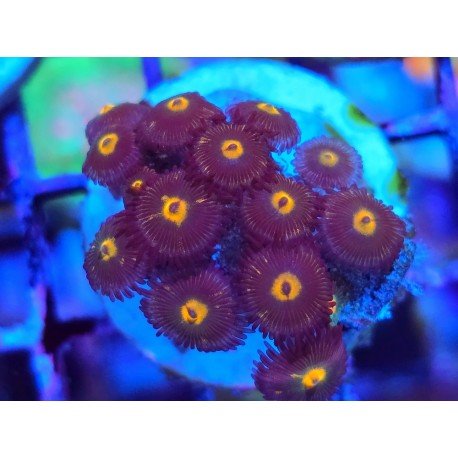 ZOANTHUS SUPER COLOUR