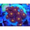 ZOANTHUS SUPER COLOUR