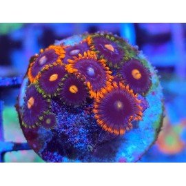 ZOANTHUS SUPER COLOUR