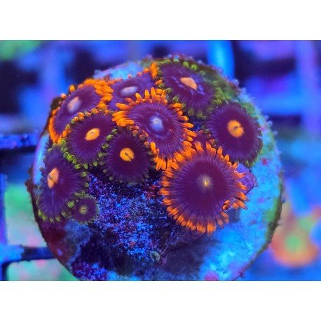 ZOANTHUS SUPER COLOUR