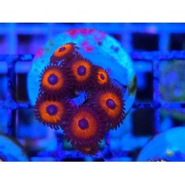 ZOANTHUS SUPER COLOUR