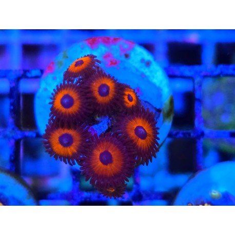 ZOANTHUS SUPER COLOUR
