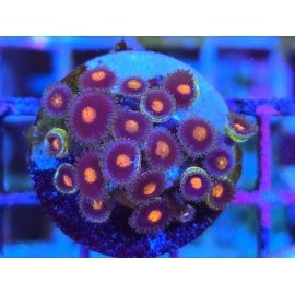 ZOANTHUS SUPER COLOUR