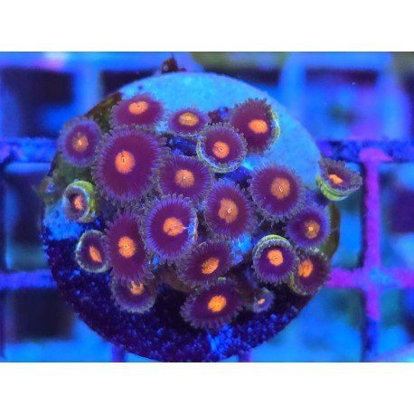 ZOANTHUS SUPER COLOUR