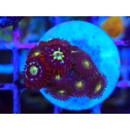 ZOANTHUS SUPER COLOUR