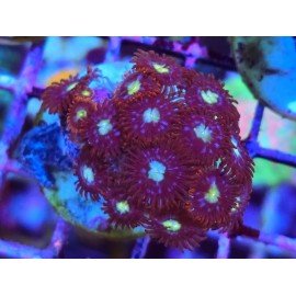 ZOANTHUS SUPER COLOUR