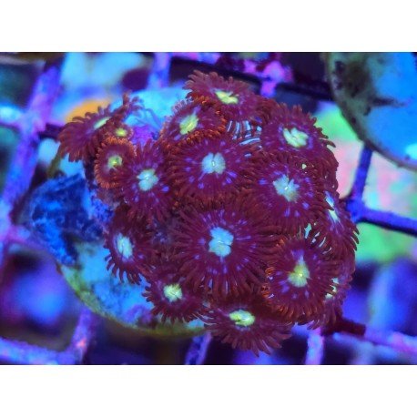 ZOANTHUS SUPER COLOUR