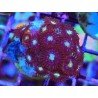 ZOANTHUS SUPER COLOUR