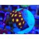 ZOANTHUS SUPER COLOUR