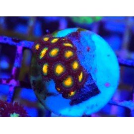 ZOANTHUS SUPER COLOUR