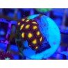 ZOANTHUS SUPER COLOUR