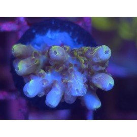 WWC PICACHU ACRO