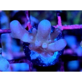 WWC LORIPES RAINBOW