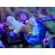 WWC LORIPES RAINBOW