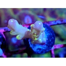 WWC LORIPES RAINBOW