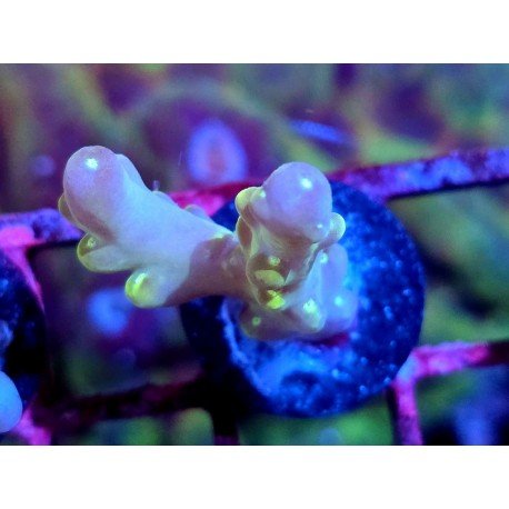 WWC LORIPES RAINBOW