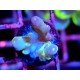 WWC LORIPES RAINBOW