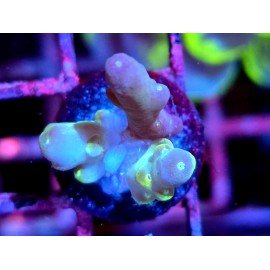 WWC LORIPES RAINBOW