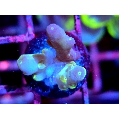 WWC LORIPES RAINBOW