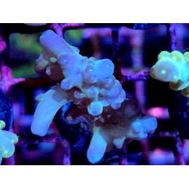 WWC LORIPES RAINBOW