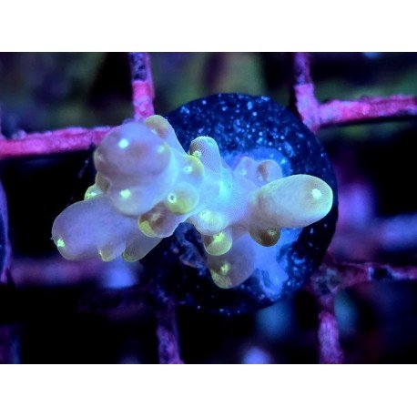 WWC LORIPES RAINBOW