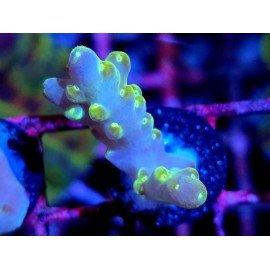 WWC LORIPES RAINBOW